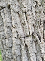 Juglans