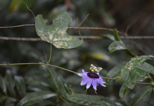 Image of Passiflora amethystina by (c) B. Phalan, some rights reserved (CC BY)