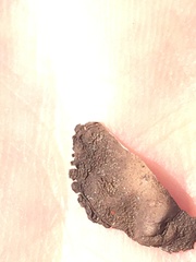 Dermatocarpon dolomiticum