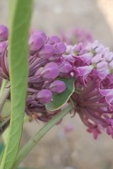 Chlorochroa