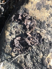 Dermatocarpon dolomiticum