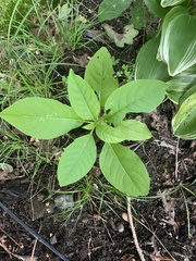 Phytolacca americana