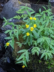 Arnica amplexicaulis