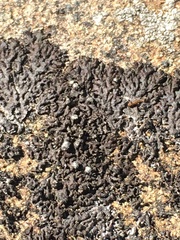 Phaeophyscia sciastra