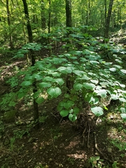 Cercis canadensis canadensis