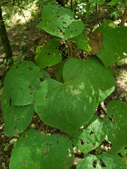 Cercis canadensis canadensis