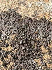 Phaeophyscia sciastra