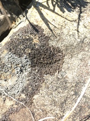 Phaeophyscia sciastra