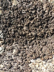 Phaeophyscia sciastra