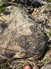 Phaeophyscia sciastra