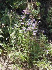Penstemon gracilentus