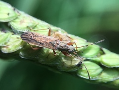 Paromius longulus