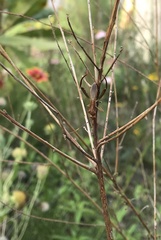 Hyalymenus longispinus