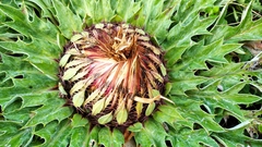 Carlina acaulis