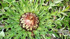 Carlina acaulis