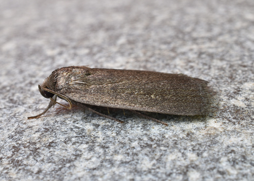 Miranda Moth