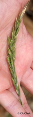 Elymus glaucus glaucus