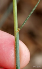Elymus glaucus glaucus