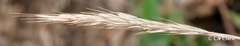 Elymus glaucus glaucus