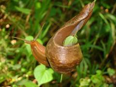 Phyllocaulis boraceiensis