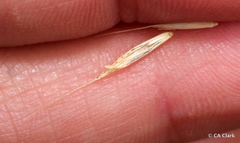 Elymus glaucus glaucus