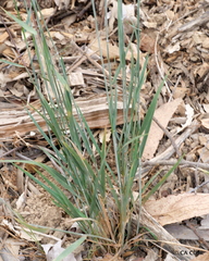 Elymus glaucus glaucus