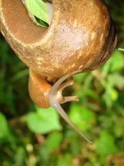 Phyllocaulis boraceiensis