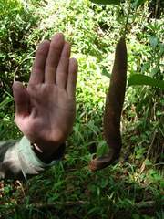 Phyllocaulis boraceiensis