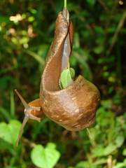 Phyllocaulis boraceiensis