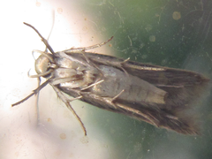 Stathmopoda auriferella
