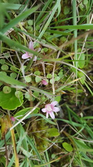 Lysimachia tenella