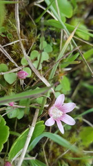 Lysimachia tenella