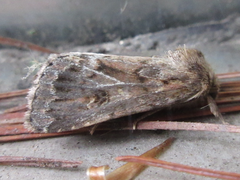 Spodoptera depravata