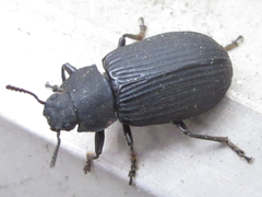Heterotarsus carinula