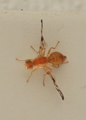 Acidia cognata