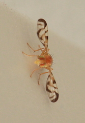 Acidia cognata