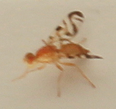 Acidia cognata