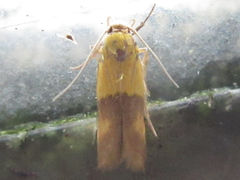 Stathmopoda auriferella