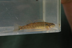 Etheostoma variatum
