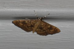 Psara obscuralis