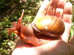 Megalobulimus klappenbachi