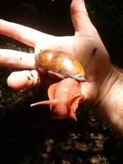 Megalobulimus klappenbachi
