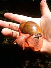 Megalobulimus klappenbachi