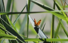 Phyciodes mylitta