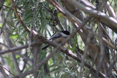 Poecile atricapillus