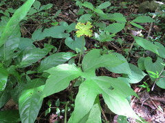 Dorstenia contrajerva