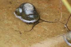 Pomacea sordida