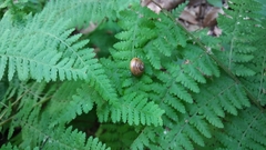 Ventridens ligera