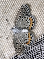 Icaricia lupini texanus