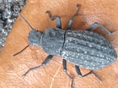 Polypleurus perforatus